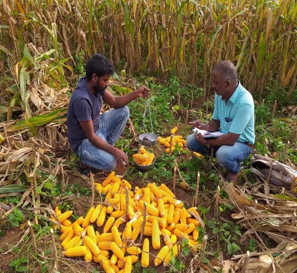 Warangal Urban District                                                                                                                                                                                                                                    - Crop Cutting Expts.,                                                                                                                                   - Maize CCE Yield Weighing                                                                                                                                                                                                                                        - dt.15/10/2019          